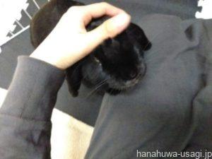 《最後に…》うさぎがつんつん後に逃げる理由は前後の行動で判断して