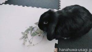 《生後3か月》 我が家が仔うさぎ期に与えていたおやつ例