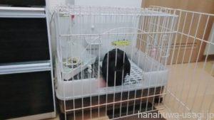 《選び方》後悔しない！うさぎ用ケージ選び重要チェックポイント7選