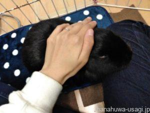 ②うさぎの甘えたいサインを見逃さない