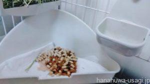 うさぎのオシッコで膨らんだトイレ砂