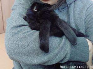 うさぎを飼うのがおすすめできない人