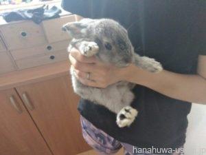 同じケージで多頭飼いすると妊娠する可能性がある