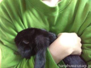 雌うさぎは避妊手術した方が良い？しない方がいい？