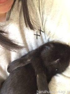 練習しても抱っこできないうさぎもいる