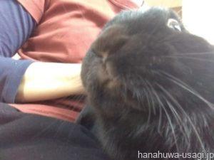 うさぎに短期間でなついてもらう方法は？