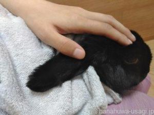 強制給餌をするにはウサギの体(顔以外)をタオルで包んで保定する