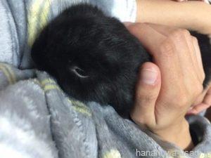 うさぎなつくまでは長期戦を覚悟して！