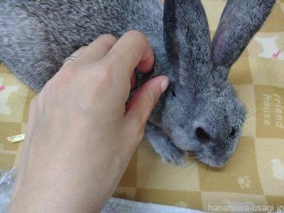 やりすぎ注意 うさぎのブラッシングはいつから 頻度は グルーミング不足による悪影響を解説 Hanahuwaうさぎ