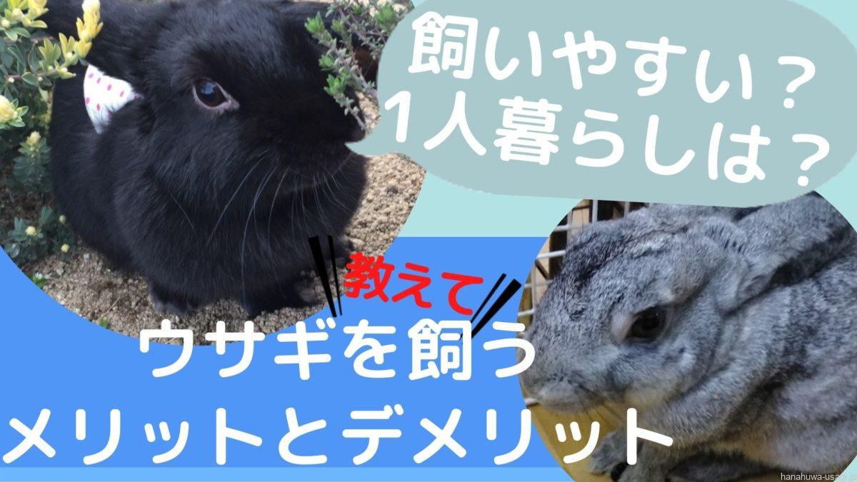 大変すぎて後悔 うさぎを飼う苦労と難しさとは 飼育のデメリットや難易度を実体験から紹介hanahuwaうさぎ