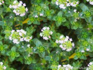 うさぎが食べられるハーブ「タイム」