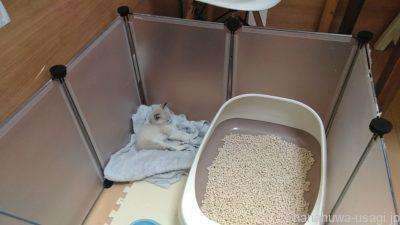 猫用をうさぎのトイレ砂に代用する