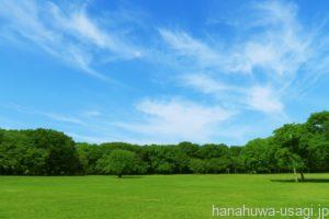 《注意！》長時間のうさんぽはウサギへの負担が大きい