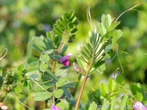 うさぎが食べられる野草「カラスノエンドウ」