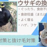 うさぎの換毛期はいつから?ぐったり、はげ、フケ、食欲旺盛…抜け毛が大量な時期に必要な対策まとめ
