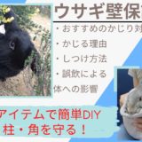 【100均対策】うさぎの壁・柱・角かじり防止対策!かじる理由としつけ方は?賃貸を守る保護方法は?