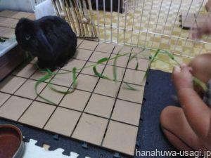 《生後4～6か月》 我が家が仔うさぎ期に与えていたおやつ例