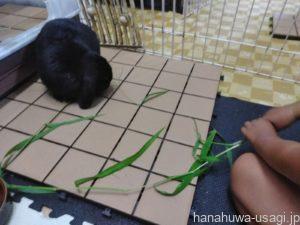 うさぎ避妊手術後5日目の様子