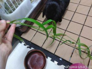 つんつん後に逃げる理由④つんつんの要求が「撫でる」ではなく「おやつ」