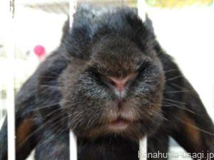 ⑧うさぎがいると一人暮らしが寂しくない