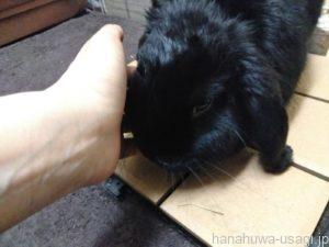 鼻ツンツンの理由②うさぎから飼い主へのナデナデ要求