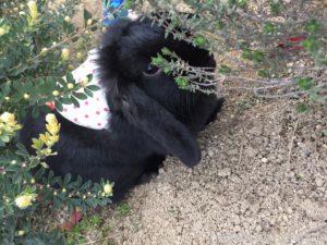 《外散歩の効果》うさんぽで得られる2つのメリット