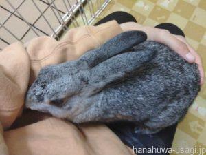 うさぎを飼うメリットとは？