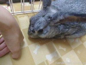 ③飼い主の手が近づくと頭を下げるのはナデナデ待ちのサイン