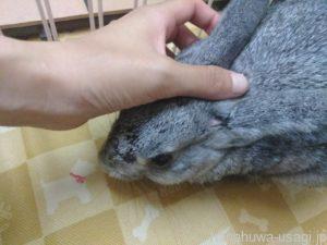 うさぎが撫でられて気持ちいい時の反応や仕草は？