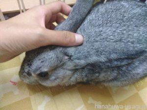 うさぎに噛まれたら「とりあえず」受診した方がいい