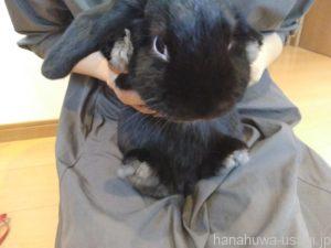 毛づくろいの理由①うさぎは身だしなみを整えている