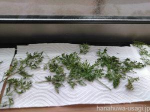 うさぎが野菜を食べない時の対策（ドライベジタブルを試す）