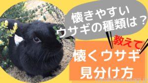 なつきやすいうさぎの種類は？《見分けるコツと選び方》のポイントを教えます