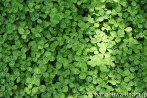 毒性・中毒症状を起こす野草やハーブもある