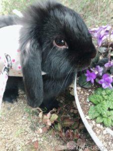 うさんぽ（外散歩）の頻度目安