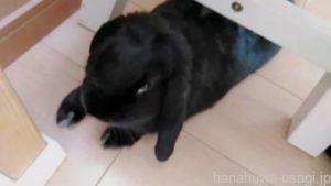 うさぎの行動1.他人が来るとケージへ逃げる