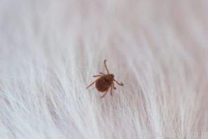 うさんぽのデメリット1.公園などにいるマダニ