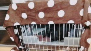 夜はうさぎのケージにカバーをして目隠しする