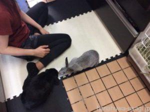 つんつん後に逃げる理由⑤うさぎにとって遊びの1つになっている