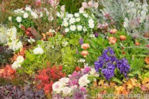 うさんぽ中に害のある草花を誤飲する恐れがある