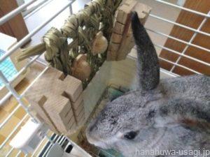 ケージをかじるうさぎにおすすめのかじり木「かじりっこBar」