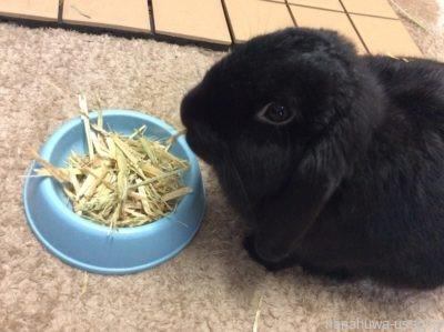 巨大化 うさぎ肉垂はいつから 大きさは マフマフの役割と病気リスクについて解説 Hanahuwaうさぎ