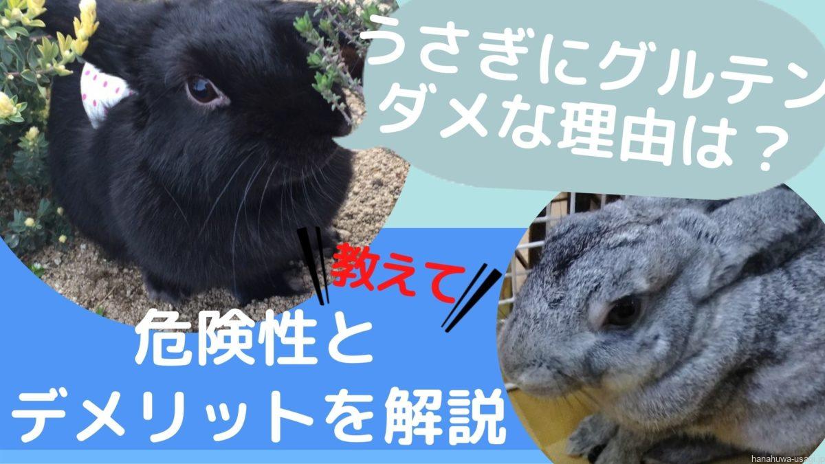 なぜグルテンはダメ うさぎに小麦製品を与える危険性とデメリットを解説します Hanahuwaうさぎ なぜグルテンはダメ うさぎに小麦製品を与える危険性とデメリットを解説します Hanahuwaうさぎ