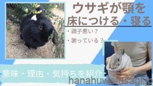 《調子悪い！？》うさぎが顎を床につける・寝る理由とは？謝る仕草に似た行動の意味を紹介！