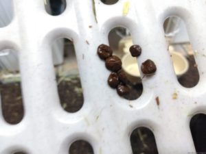 うさぎの盲腸便・下痢・軟便の違い写真