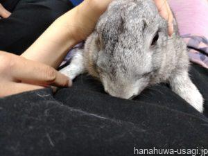 うさぎは飼い主との上下関係が崩れると本気噛みする