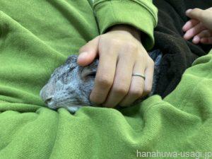 うさぎ飼育の苦労「思っていたよりなつかない」