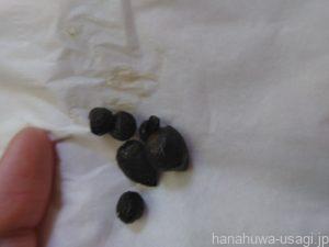 うさぎ糞が水分量が多い「下痢や軟便」