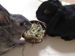 徐々にペレットありからペレットなしに移行する