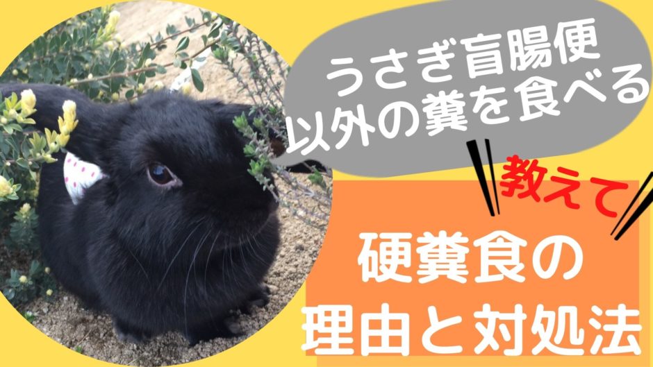 うさぎのブラッシングはいつから？ ブラッシング開始時期の 見分け方を教えます。 (31)